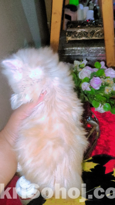 Exotic bloodline kitten